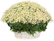 Цветочная композиция из Ромашки в корзине #REPLACE_PRED# Тереке Ставропольского края
